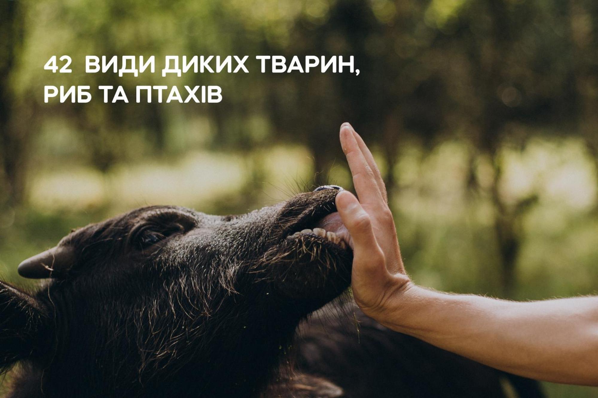 Dereville Sokolovka エクステリア 写真