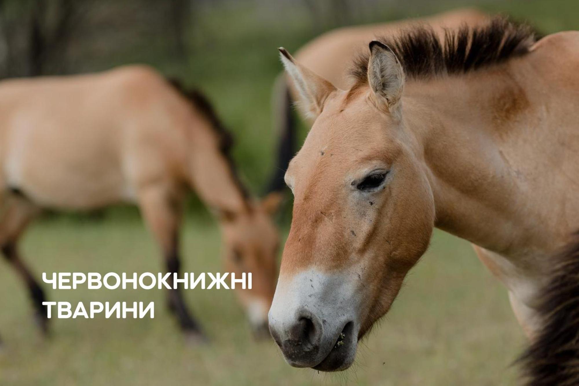 Dereville Sokolovka エクステリア 写真