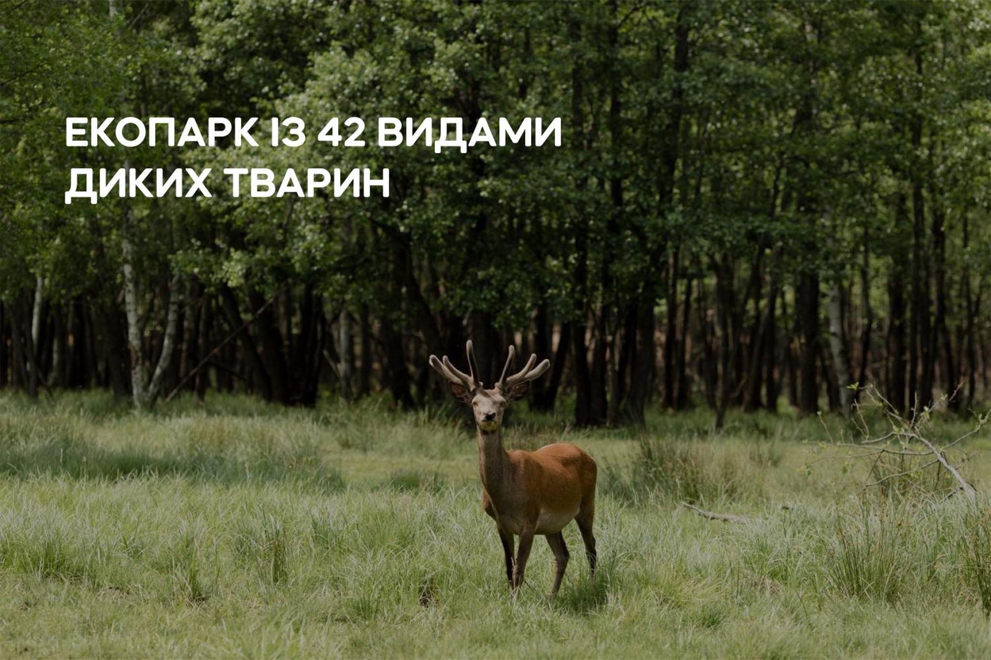Dereville Sokolovka エクステリア 写真