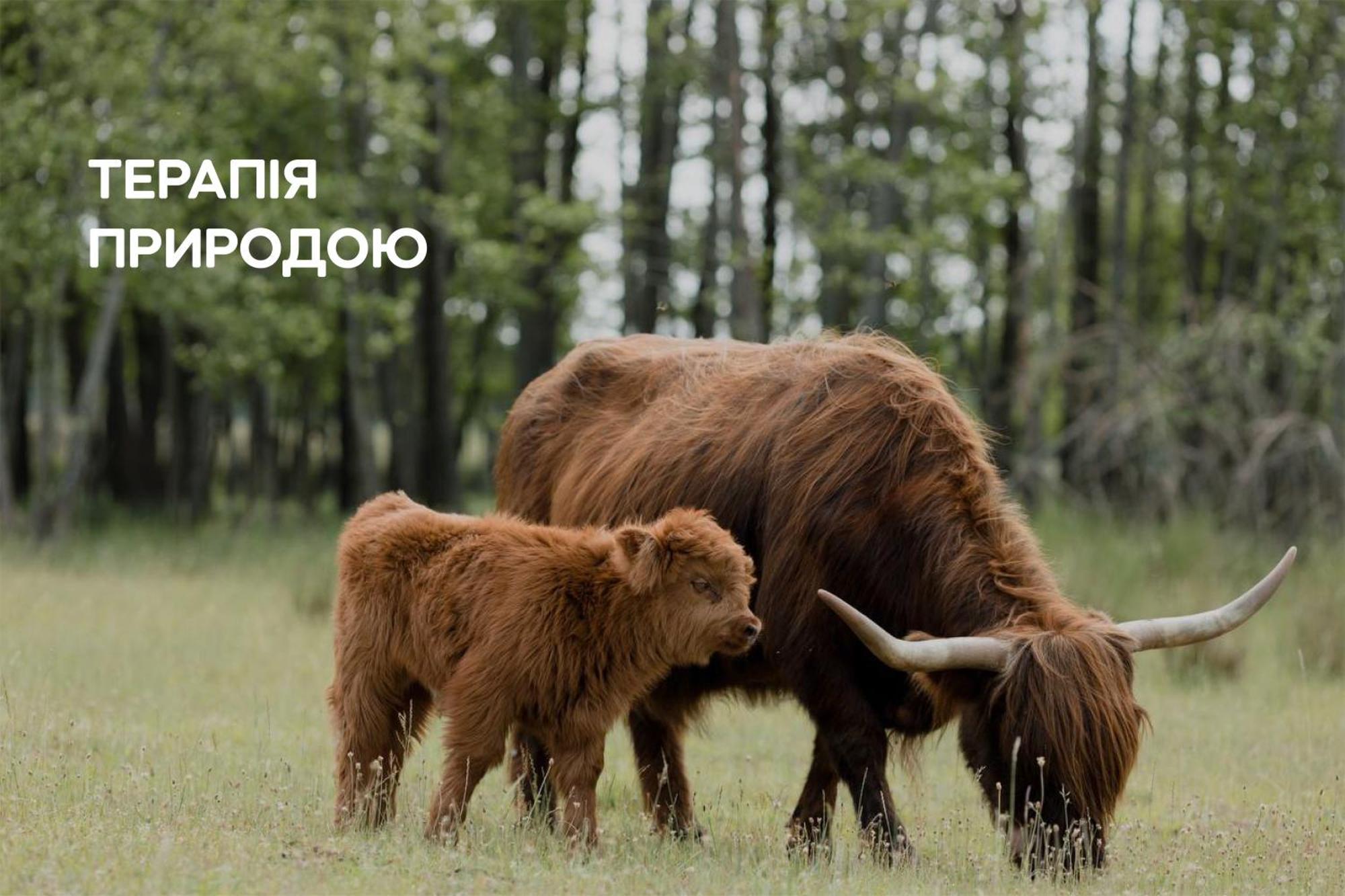 Dereville Sokolovka エクステリア 写真